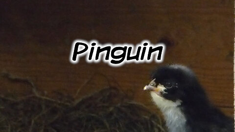 Mach's Dir. Selbst. - Pinguin