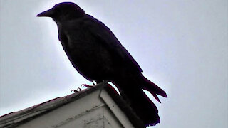 IECV NV #39 - 👀 Crow On The Roof, & White Crowned Sparrow On A Light 5-24-2014