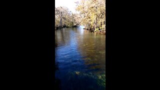 Manatee Springs State Park Florida