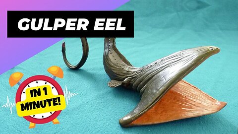 Gulper Eel - In 1 Minute! 👹 Real Deep Sea Monster! | 1 Minute Animals