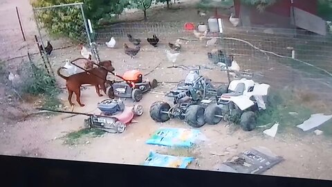 Copper wants to play with a chicken. Bandit the Rooster wants to "play" with Copper.