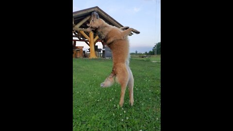 Amazing cattle dog doing slow mo back flips