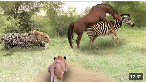 Poor Wild Horse_ Leopard vs Lion Hunting Wild Horses In Their Territory- What Happens Next