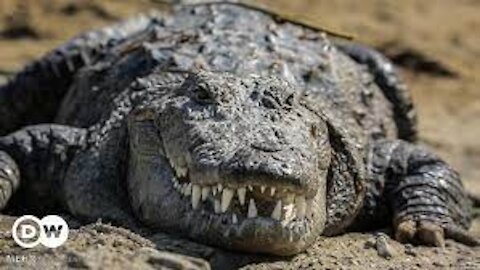 Vadodara rains: Crocodiles terror continues as more enter residential complex due to waterlogging