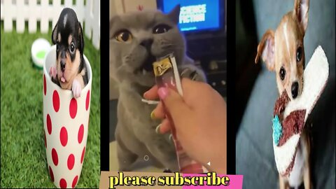 Funny Fails Dogs and Cats - Best Video of the Year!! #funny #animals #youtubepets&animal