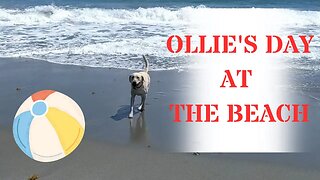 Ollie's Day At The Beach.