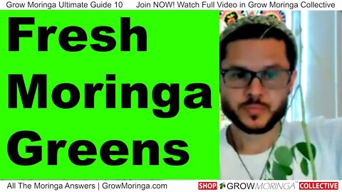 Fresh Moringa Greens for Sale Shipped Directly In Thermal Package Learn How to Fulfill Orders Make $