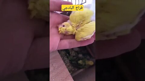 فراخ طائر البادجي هوكو رينبو