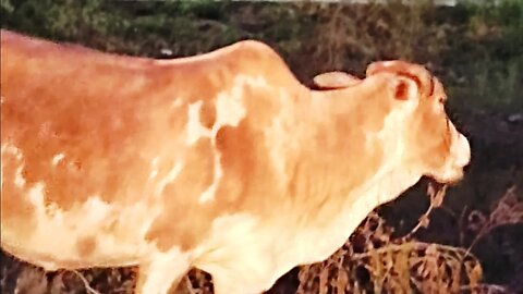 Hungry cow 🐄 standing beside the house,#shortvideo,#cow,#animallover,#animal,#hungrycow,#beautiful