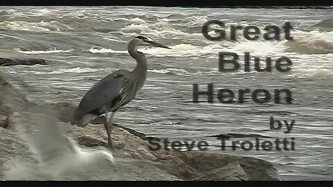 Great Blue Heron - Old Video from the early 2000s