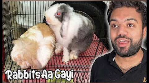 Cute Rabbits Ghar Le Aaye 😍 | Kya Naam Rakhen Inka? 🤔