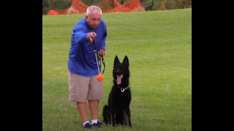 Guard Dog Training Step by Step!