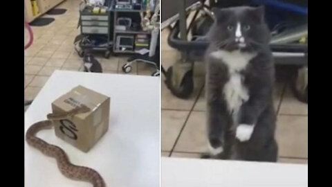 The cat sees the snake for the first time