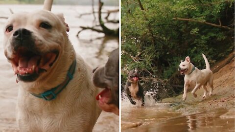 Angry dogs, Fighting among themselves.