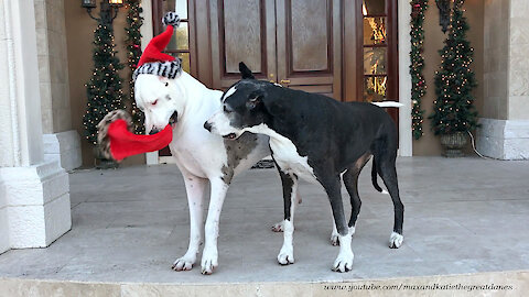 Deaf Great Dane swipes friend's Christmas hat