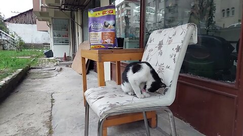 Let's Save Street Cats Subscribe and Start Saving Them Now