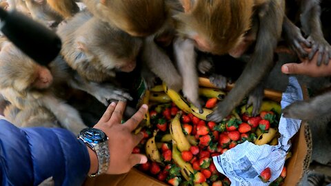 feeding strawberry and banana || monkey like to eat stwaberry and banana