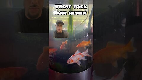 LET ME REVIEW YOUR TANK #fancygoldfish #goldfish #goldfishtank #aquariumfish #fishreview