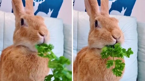 Although the rabbit looks innocent, it will eat leafy greens without even batting an eye.