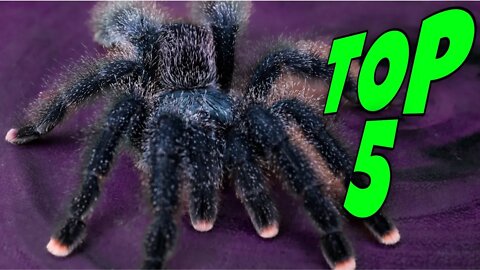 Top 5 Tarantulas for KIDS & TEENS!