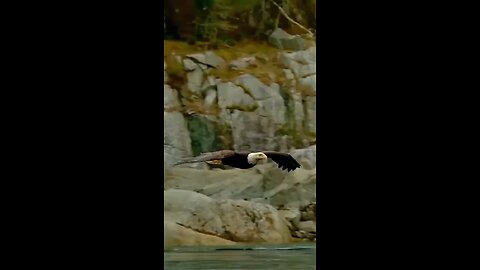 Eagle 🦅 landing for hunting check the style