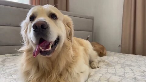 Cute Golden Retriever Attacked by a Funny Puppy