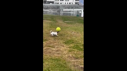 cute doggy playing with ball