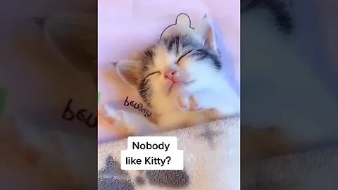 Awwwhh SOO Cute !!!!! Cute Kittens / Cats 🥰🥰🥰 #youtubeshortsviral #viral