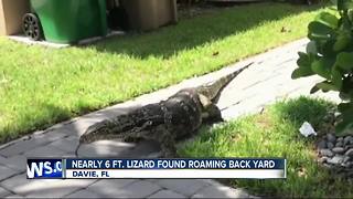 Florida family finds massive lizard roaming around home