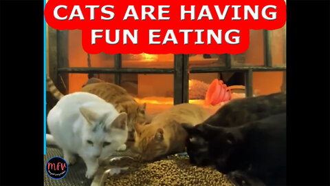 Cats are having Fun Eating!MayaFunnyVideo