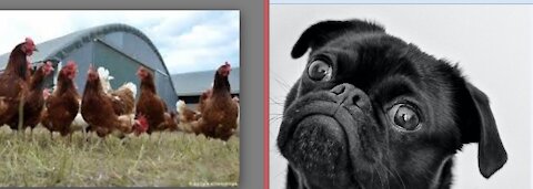 Chicken VS Dog Fight - Funny Dog Fight !!