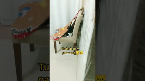 Gato Bartolomeu Tunico em cima da cadeira nova toca 😹😹