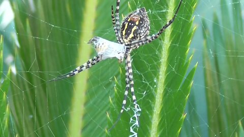 🕷 Araña Avispa comiendo una 🐝 Timelapse