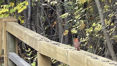 Cardinal enjoying black seeds. Blue Jay inhaling them 😊