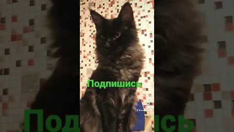 Давай неси крысу! Я жрать хочу. Угар с котом