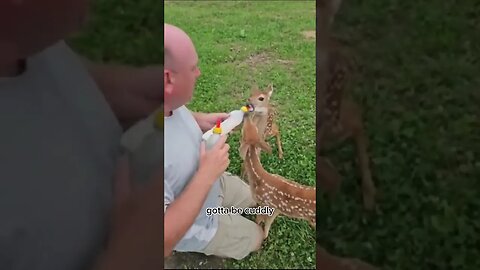 Guy bottle feeds two white tail fawns #zoobox #nonsense #deer #peak #male #performance #bear