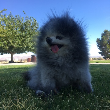 Tiny, elderly Pomeranian braces for heavy winds