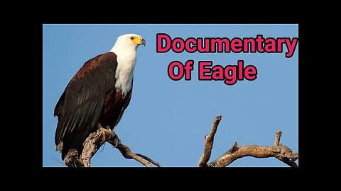 eagle documentary, Documentry of eagle, eagle documentry in english