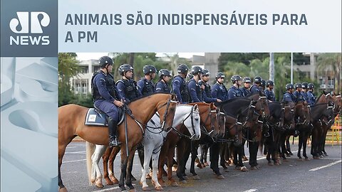 Conheça mais sobre a cavalaria da Polícia Militar do DF