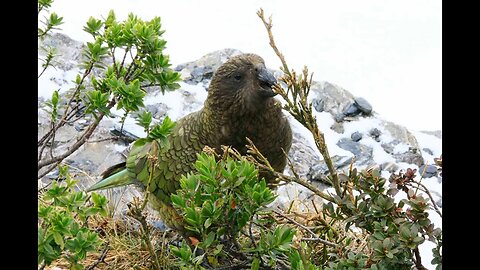 Kea Killed in 1080 Poison Drops