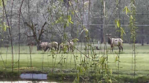 April showers bring elk?