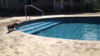 An Adorable Dog Jumps Into A Pool To Fetch His Toy