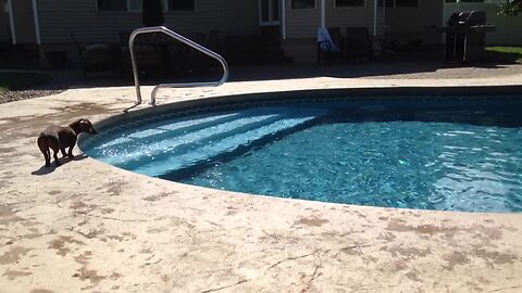 An Adorable Dog Jumps Into A Pool To Fetch His Toy