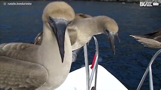 Uccello dai piedi azzurri cerca di restare in equilibrio