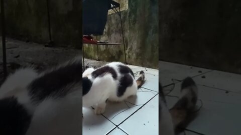 Hiburandulu#shortvideo #countrycat #kucing #kucingkampung#kucing viral