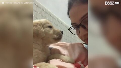 Cachorrinho adora dar e receber beijos