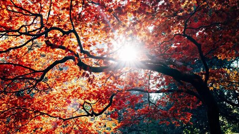 DOGWALKER autumn is coming to the Netherlands. Herfst komt eraan in Nederland