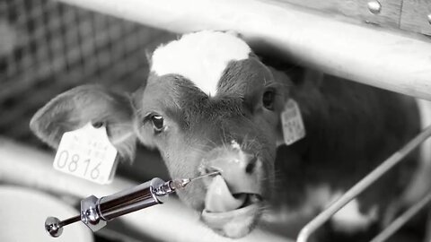 BIOENGINEERED GENOCIDE - TRANSHUMANIST BILL GATES RELEASES TOXIC COWS INTO FOOD SUPPLY