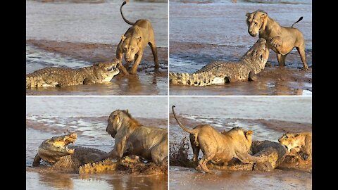 The lion when he drinks and the crocodile