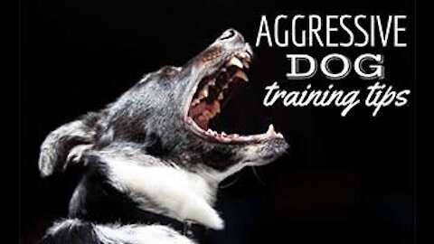 How To Make Dog Instantly Aggressive With Simple Tricks